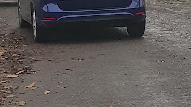 Mischievous Monkey Gets Rough with Car's Roof