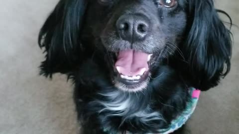 Happy Dog Shows Some Post Zoomie Smiles