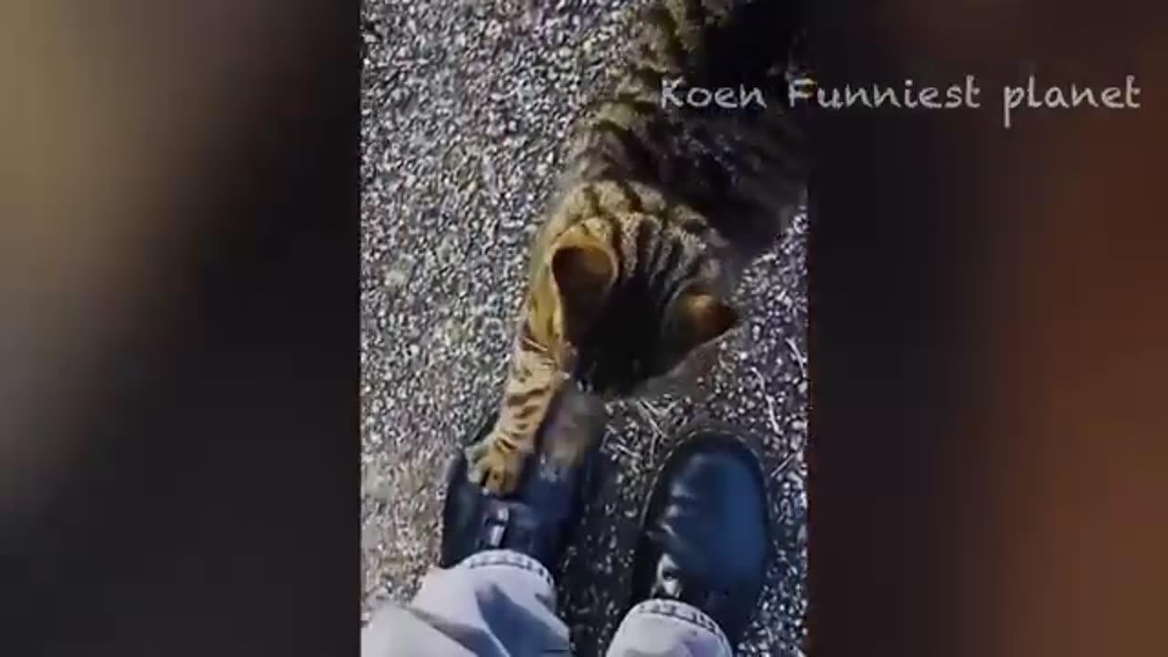 Funny dog 🐕 and cats 🐈