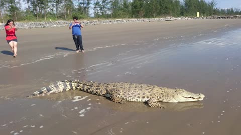 Sunbathing Crocodile