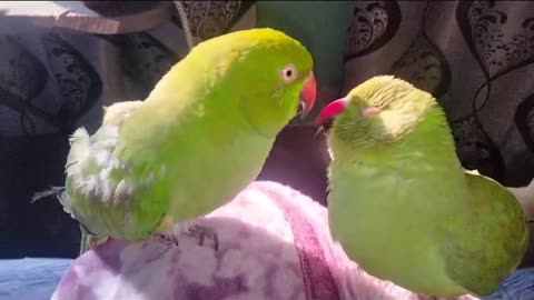 Cute birds