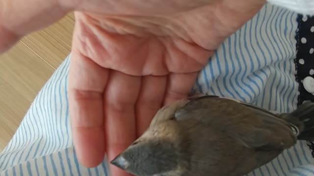 初めての動画撮影