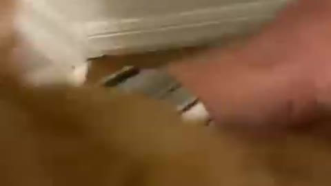 Never Close the bathroom Door! #shorts.mp4