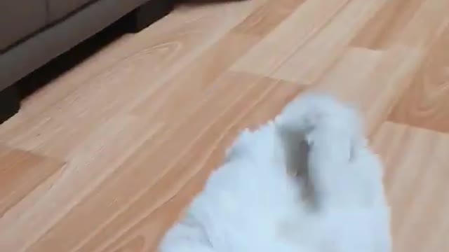 It's approaching me and my dog.