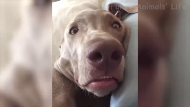 The funniest videos of dogs and cats #1