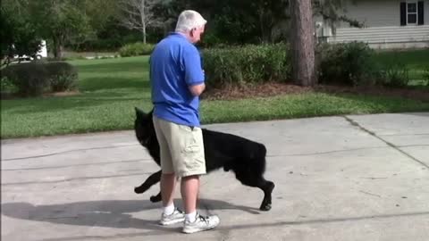 Free dog training video