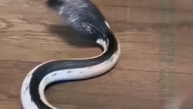 Dangerous black cobra 😱