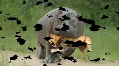 Hippo or Rhino, who is more powerful? I've seen the video.