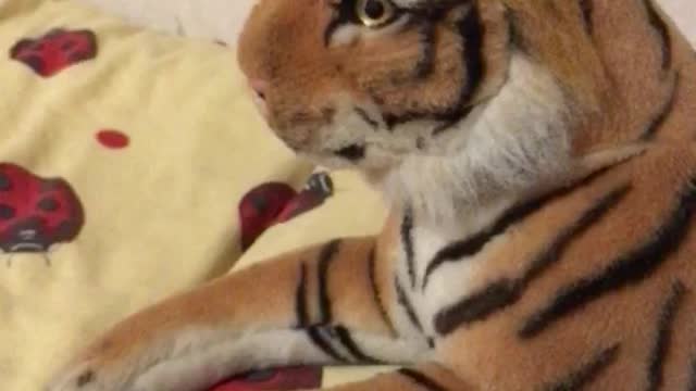 tiger like real