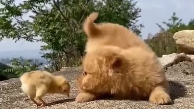 Funny Cats and Dogs Videos, Cute Dogs, Cute Cats Compilation