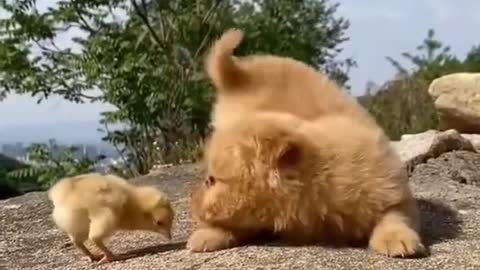 Funny Cats and Dogs Videos, Cute Dogs, Cute Cats Compilation