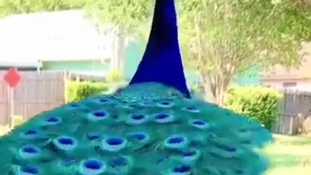 Beautiful peacock😍with 🎶