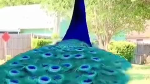 Beautiful peacock😍with 🎶