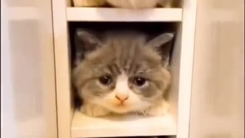 Funny and cute cat video 😁😁