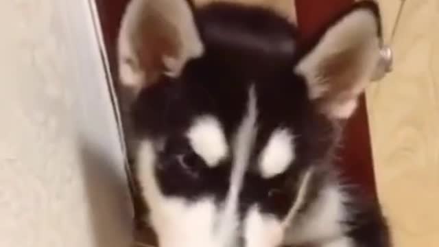 Funny husky volume