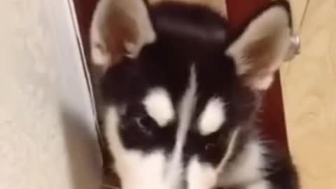 Funny husky volume