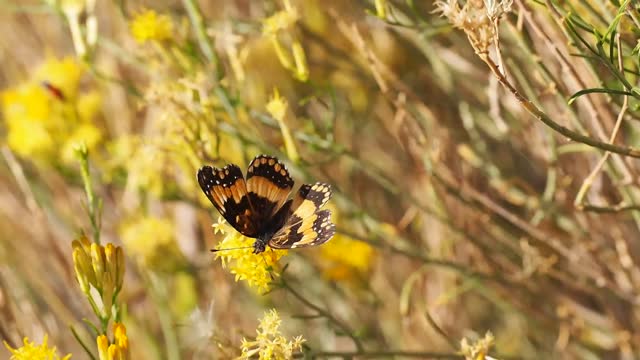 Butterfly is flying away