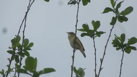 Sedge Warbler