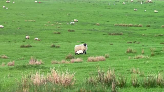 Lambs Drinking Milk from an Ewe at a Pasture