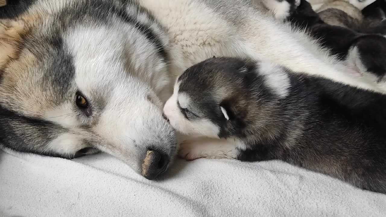 Alaskan Malamute puppies, A-litter - 2 weeks old