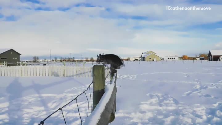 Brown dog jumps over fence in the snow