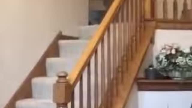 Funny Animal Videos Try Not to Laugh 2021 #2