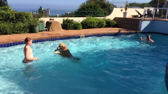 This Silly Pup Really Loves Being The Piggy In The Middle