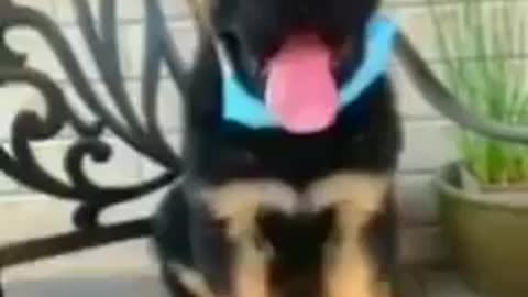 Smart dog. Умная собака времён коронавируса