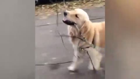 Ranking the cuteness of dogs?