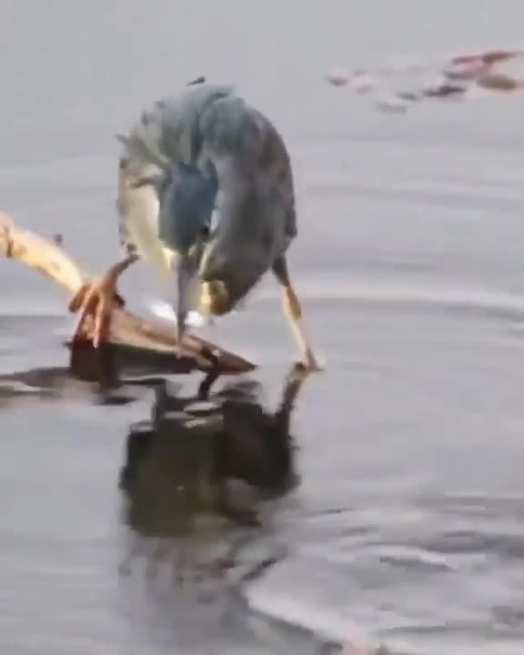 The heron uses a dead beetle as bait for fishing