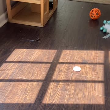 Kitty catches a gecko!