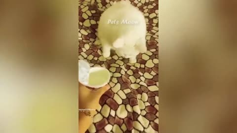 New Funny Animals 😄 Funniest Cats and Dogs 2023 😹🐶 Part 5