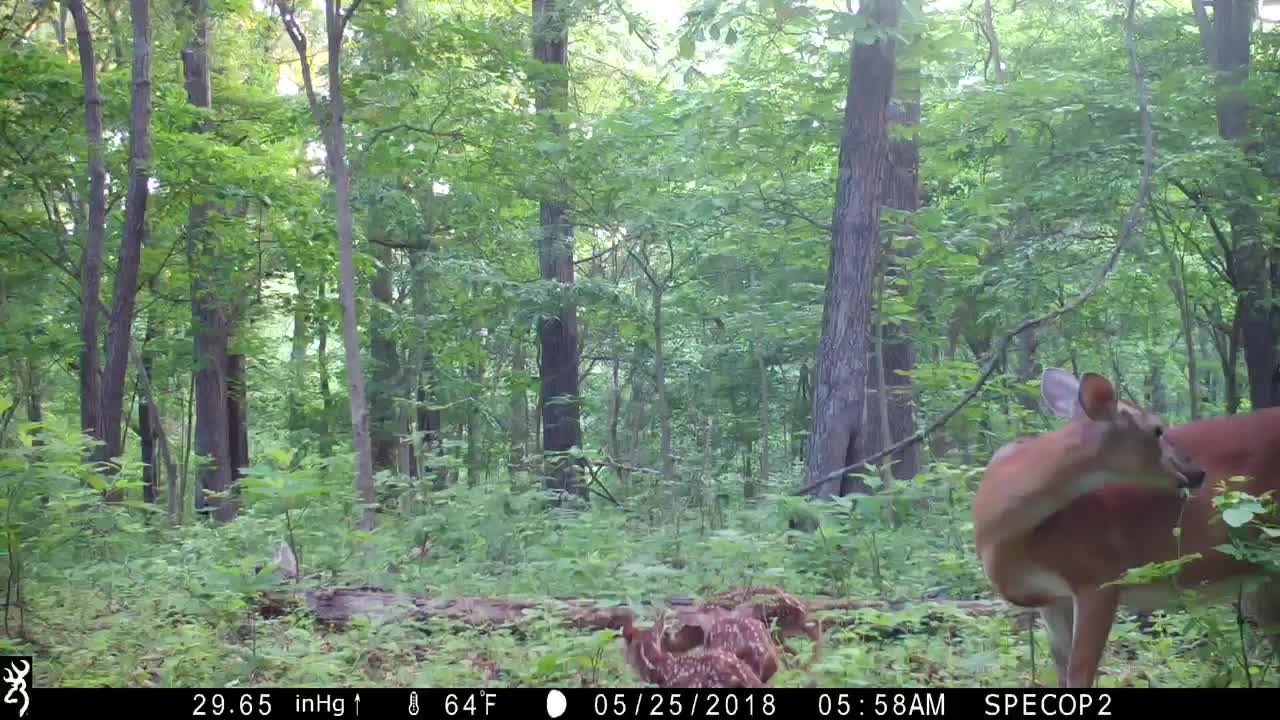 Doe with newborn triplets