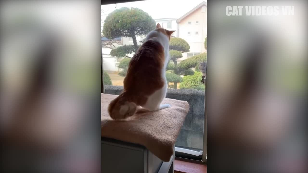 Funniest Animals Video _ October 2022 _ Funny Cats Compilation _ Tha Best Funny Animal Videos