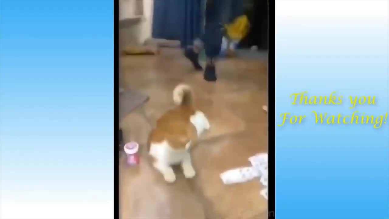 Funny Animal Moments 2021/ Compilation