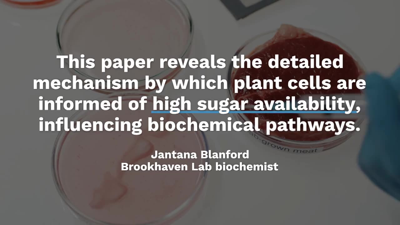 Sugar-Sensing Proteins: A Potential Breakthrough for Sustainable Biofuel