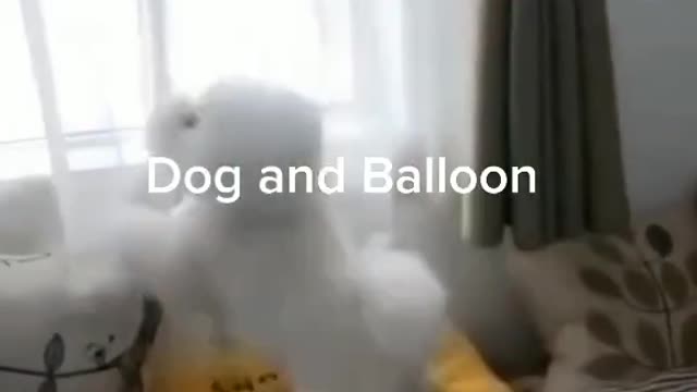 Dog playing with balloon