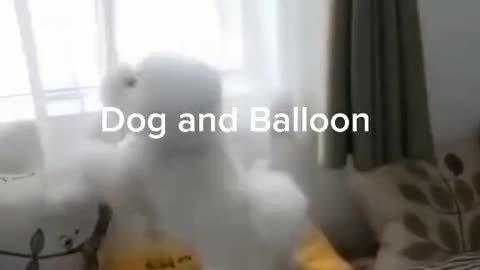 Dog playing with balloon