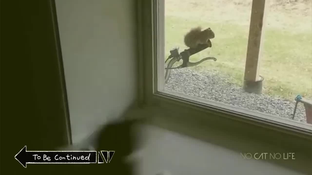 TO BE CONTINUED COMPILATION (Funny Animal Fails)