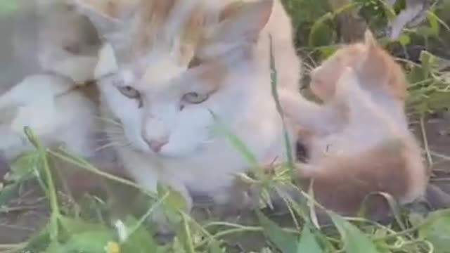 Very funny video of cats . See this so funny