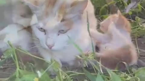 Very funny video of cats . See this so funny