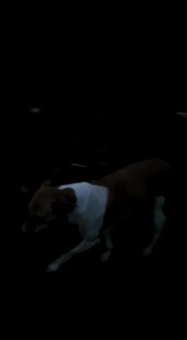 Spending time with My friends dog