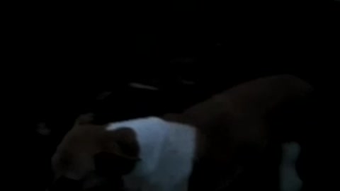 Spending time with My friends dog