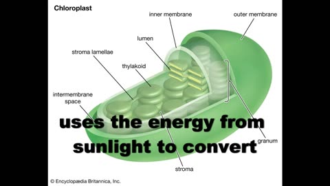 Introduction to Photosynthesis