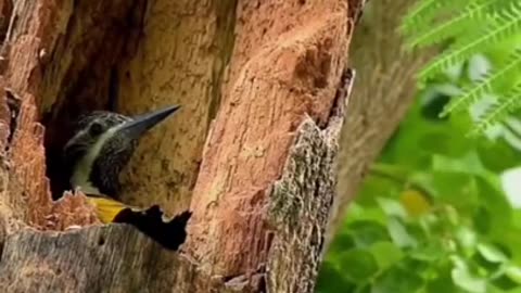 Mother's Care, Lesser Flameback Nikongear #shorts #viral #shortsvideo #video