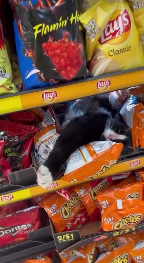 Cat sleeping on bags of Cheetos 😊