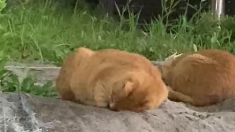 Cats that sleep on the street.
