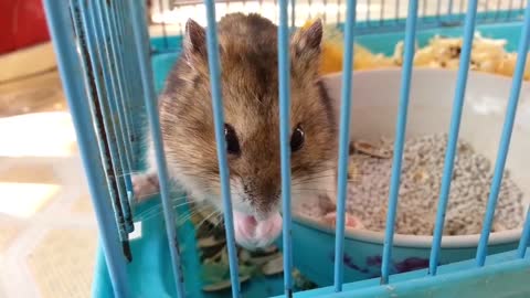 Chú chuột hamster nhai hạt ngấu nghiến