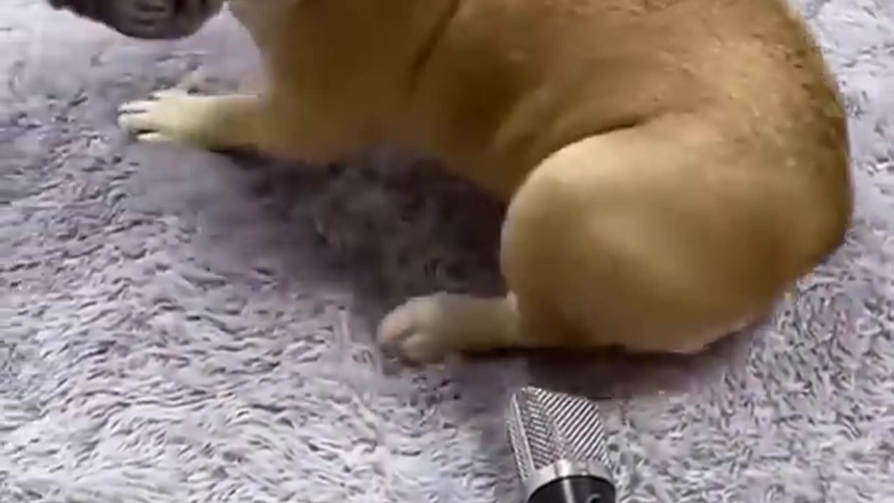 Funny dog and cat video