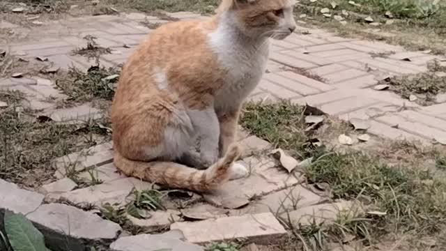 Cat Short Video By Kingdom Of Awais